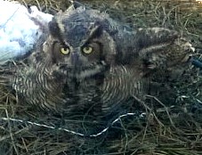 owl in netting
